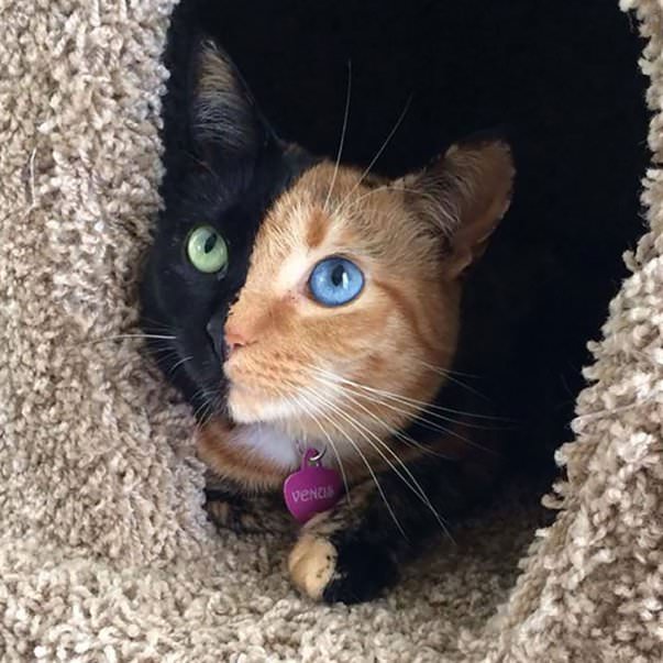 5 Amazing Animals With Different Colored Eyes - Cat