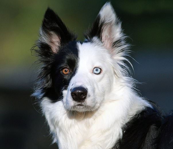 5 Amazing Animals With Different Colored Eyes - Dog