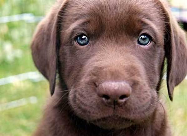 Dogs communicate with us by looking into our eyes
