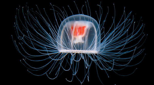 Immortal Jellyfish - Ages Backwards