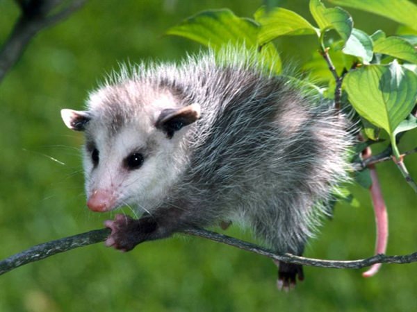 Self Immunizing Opossum - Self Immunizes Against Snake & Spider Bites 