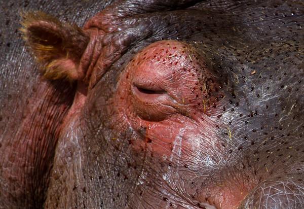Hippopotamus - Blood Sweat Sunscreen