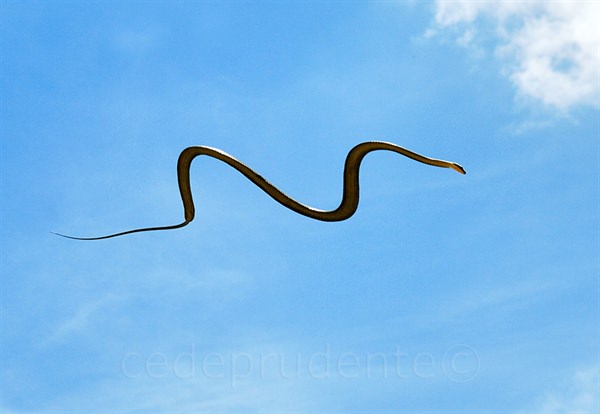 The Flying Snake