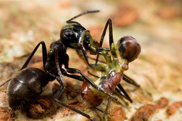 Borneo’s Exploding Ant - Kills Enemy By Suicide