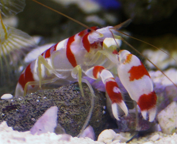Pistol Shrimp - Snapping Claw