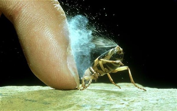 Bombardier Beetle - Shoots Liquid Hotter Than Boiling Water