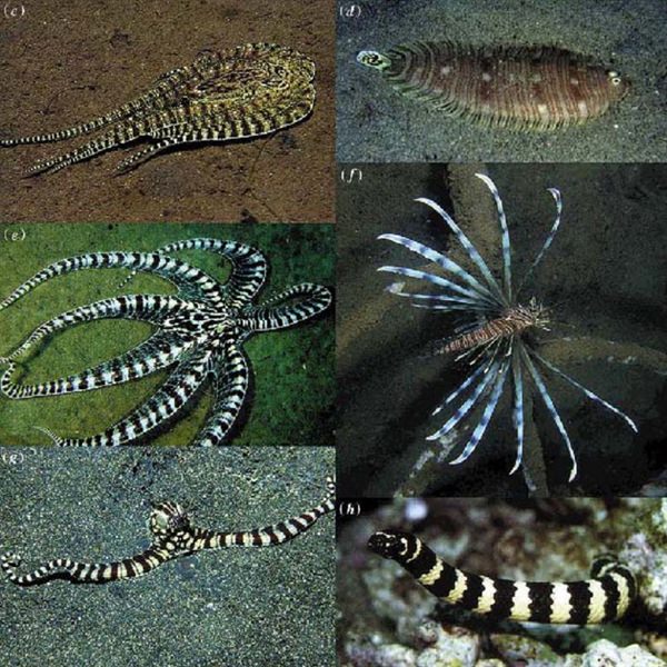 Mimic Octopus - Mimics Look of Enemy