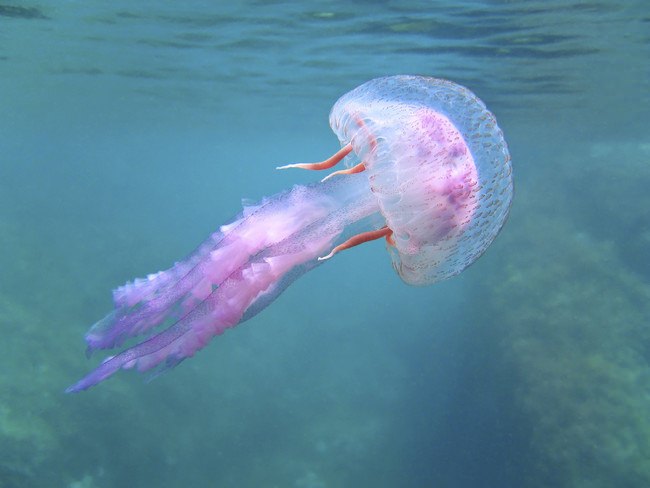 Jelly fish caused over 200 deaths around the world