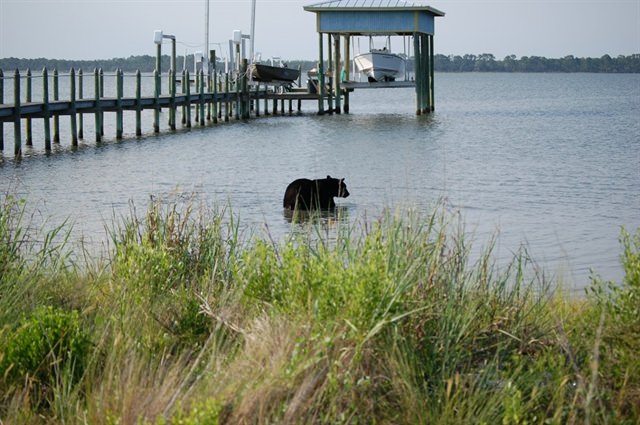 Bear swim to the gulf