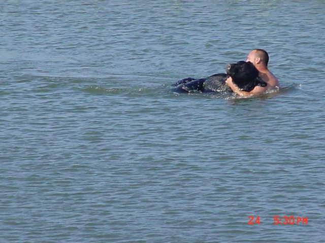 Staying calm, the biologist grabbed the bear around the neck and brought him towards the shore