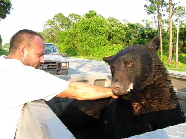 Transport the bear back to his home in Osceola National Forest