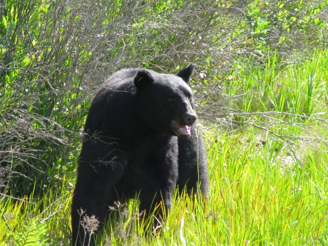 Bear is safe and sound