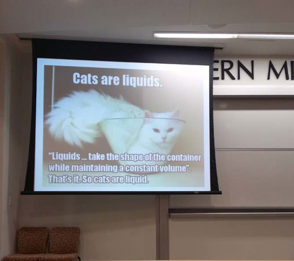 Cats are liquid