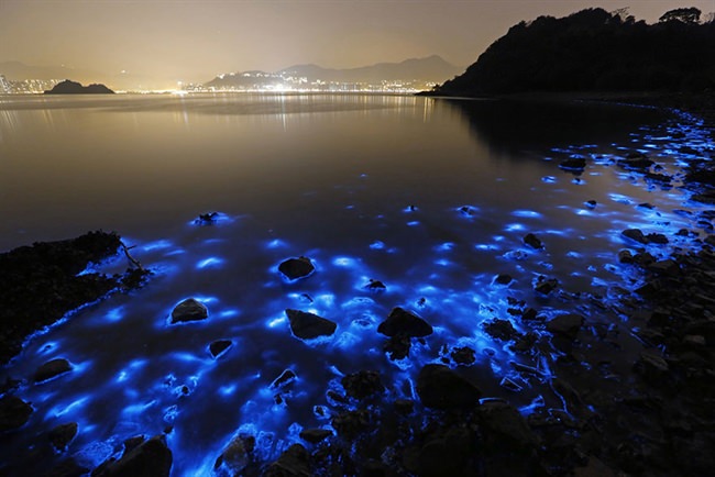 this magical display, caused by blooms of a microscopic dinoflagellate called Noctiluca scintillans