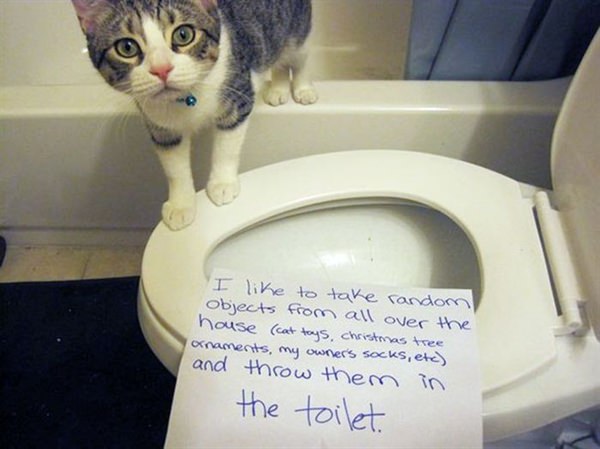 cat throws everything in toilet