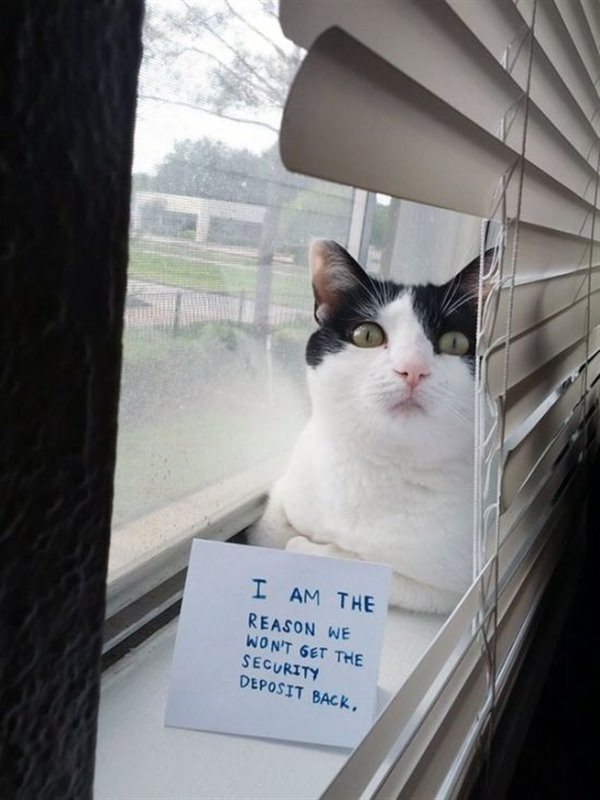 cat destroy window 