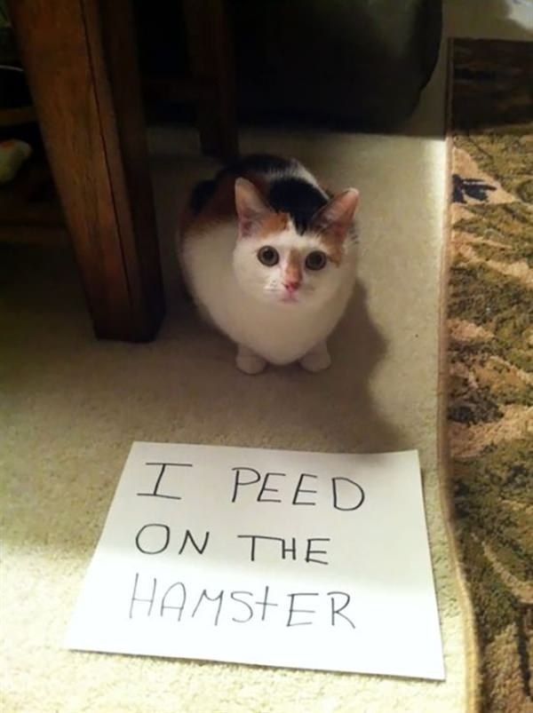 cat peed on the hamster