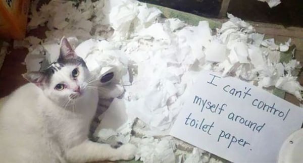 Cat with toilet papers