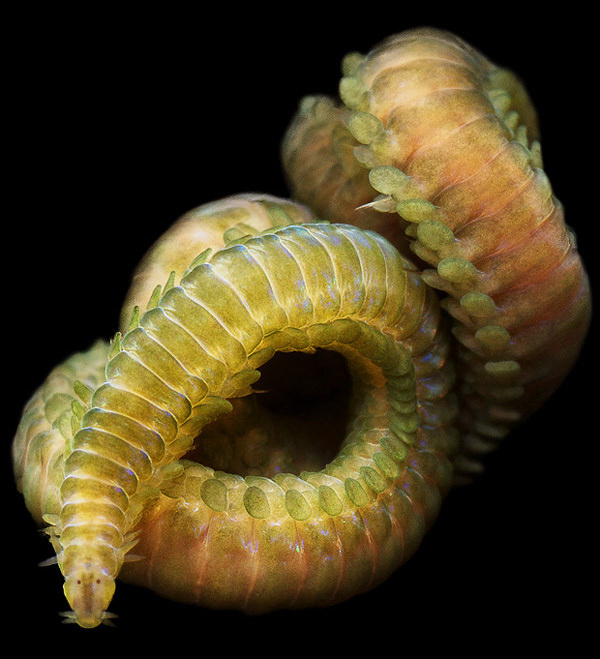 Bristleworm: Polychaeta Eteone longa