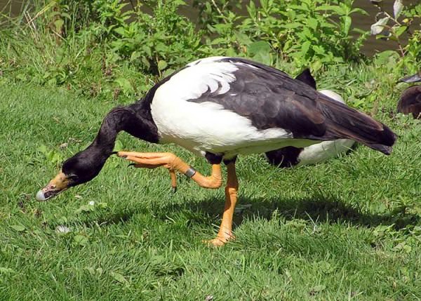 magpie goose scratching itself