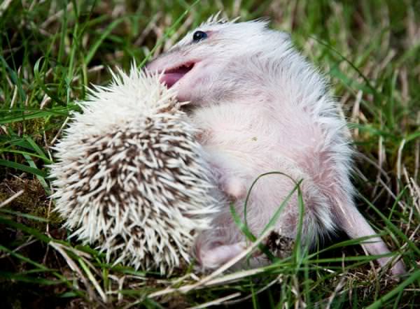 African pygmy hedgehog scratching itself