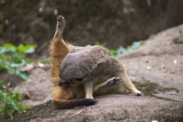 meerkat scratching itself
