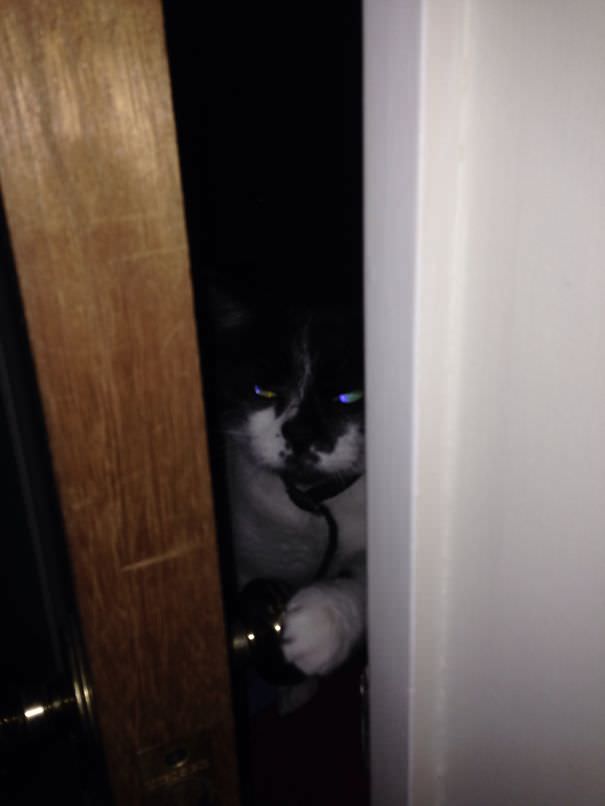 Cat opening door