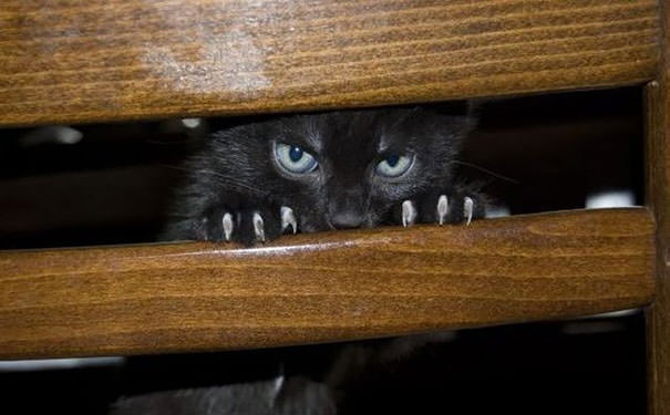 Cat watching you in the dark