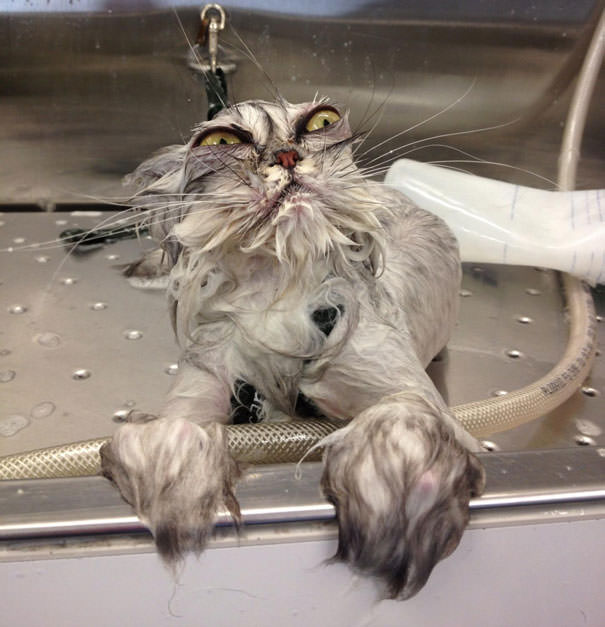 Cat after a shower