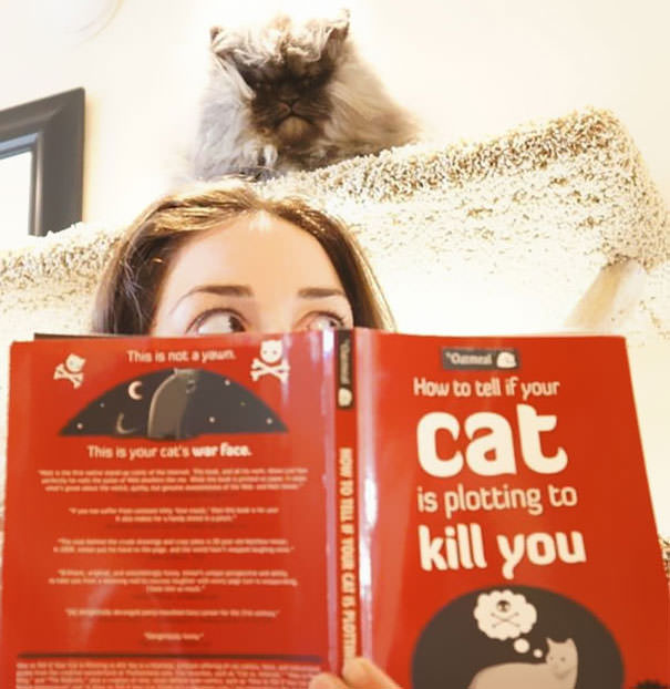 Book will not save you from cat