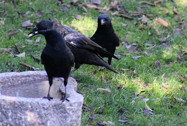 Crows giving little girl gift