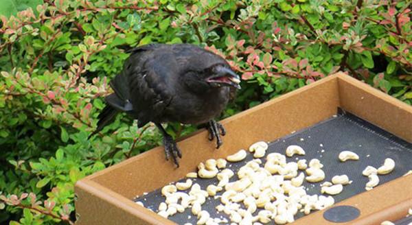 Gift giving crows