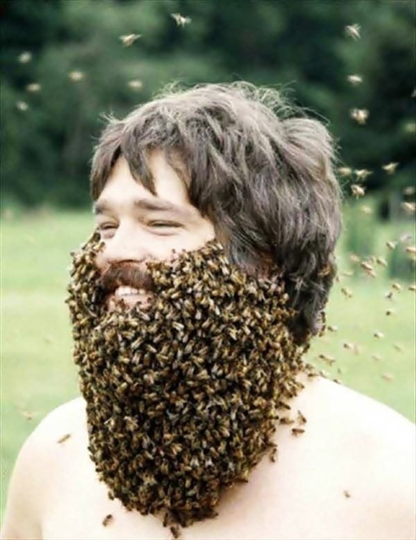 Bee bearding