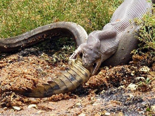 Snake eating full sized crocodile