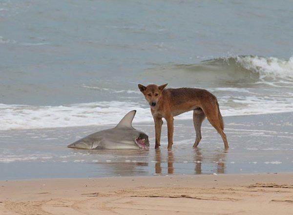 Dingo eating shark