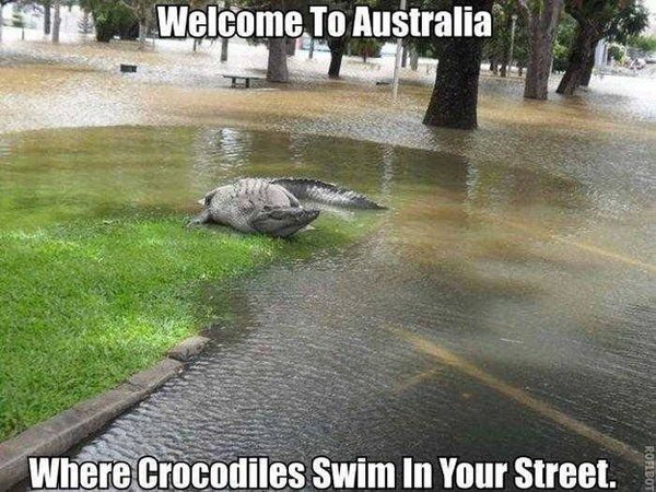 crocodile goes where it pleases