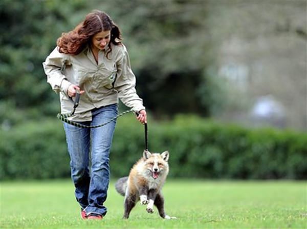 Todd can walk on leash