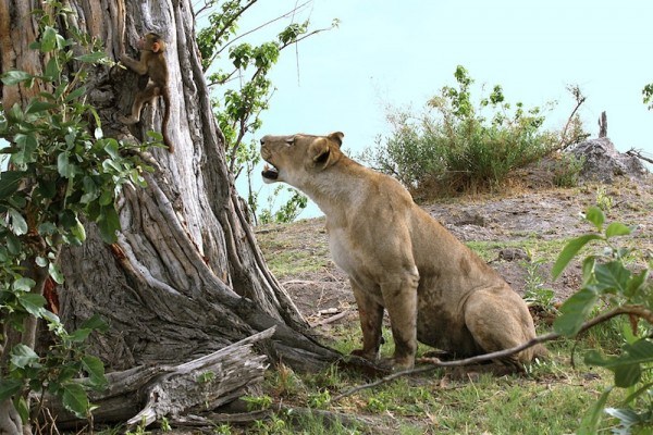 Lioness find a baboon