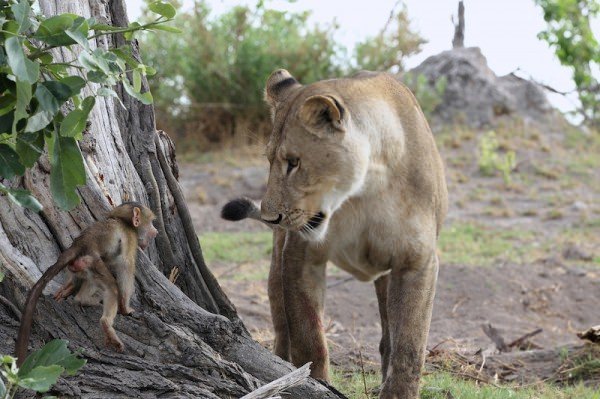 lioness and baby baboon