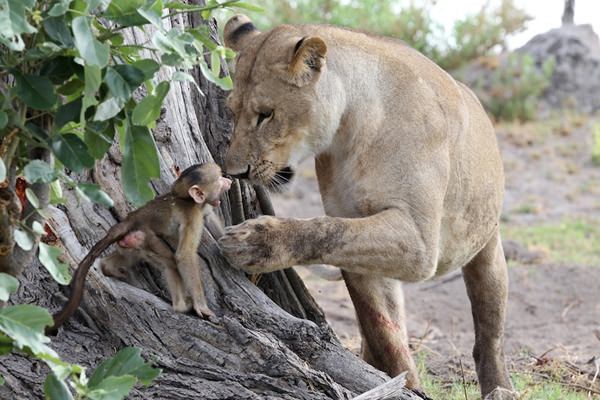 wild lioness