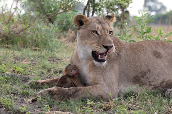 lioness in nature