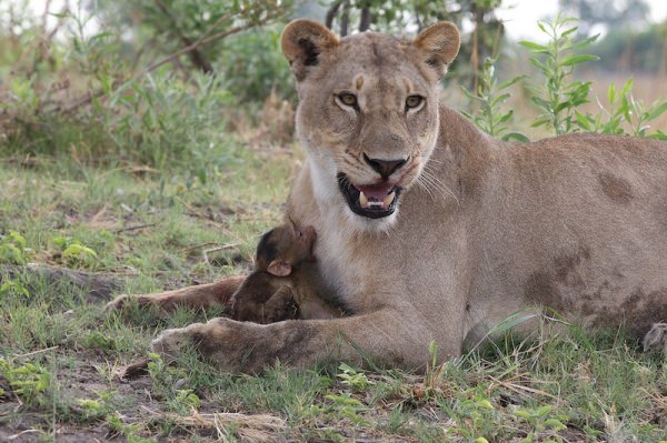 baby baboon