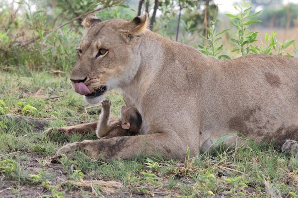lioness playing with baboon