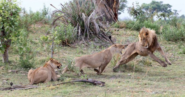 lioness fighting with lion