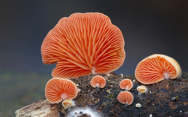 Crepidotus mushroom