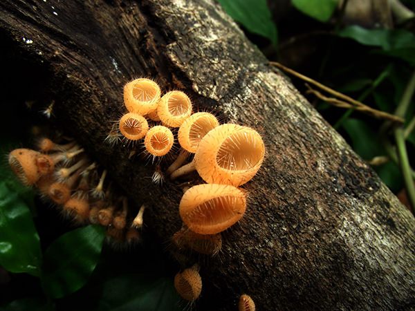 Tiny Gold Mushrooms