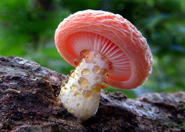 Rhodotus Palmatus