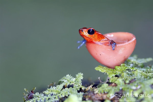 Cup Fungus