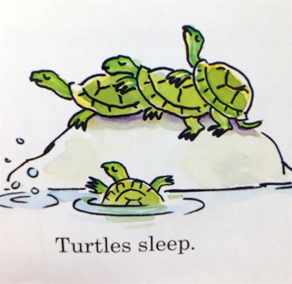 This is how turtles sleep