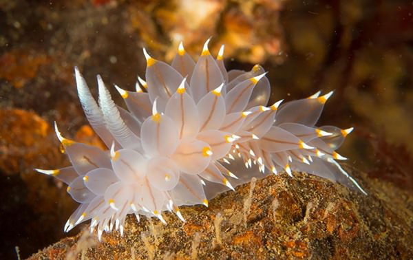 15 Sea Slugs That Looks Like Alien
